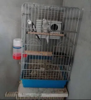 جوز كوكتيل وايت فيس سوبر جامبو للبيع او للبدل