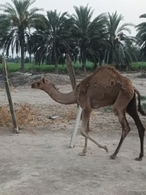 بكره    طياح  17/ 1