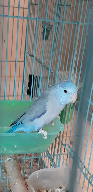 Parrots2