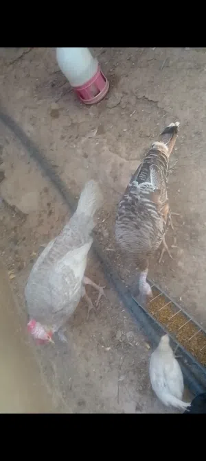 ديك حبش وجاجه للبيع