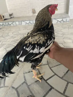 ديك من نسلي