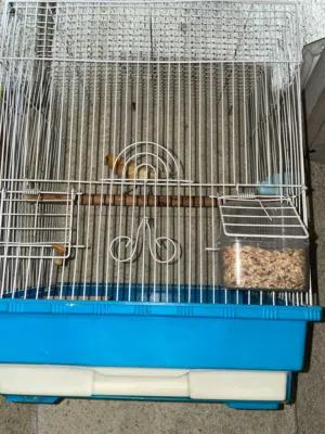 كناري للبيع