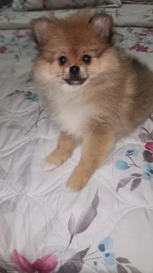 Pomeranian2