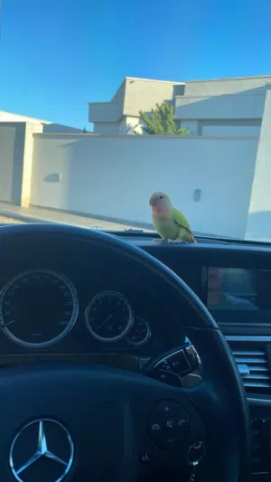 أنثى رُوز للبيع