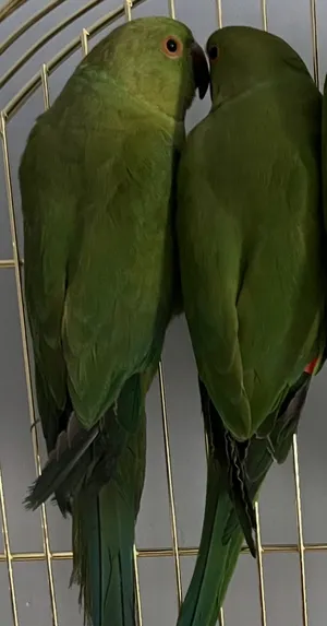 Parrots1