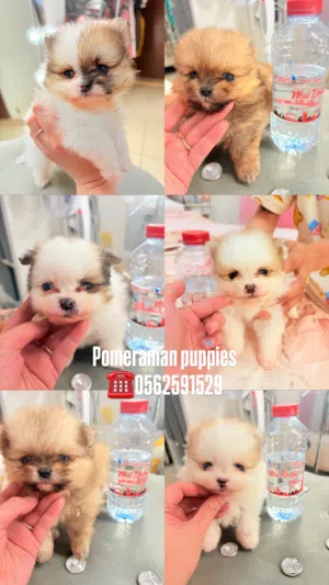 POMERANIAN PUPPIES