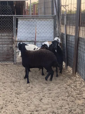 Sheep2