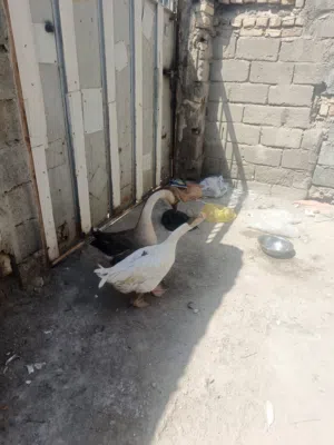 سلام عليكم بطوط للبيع