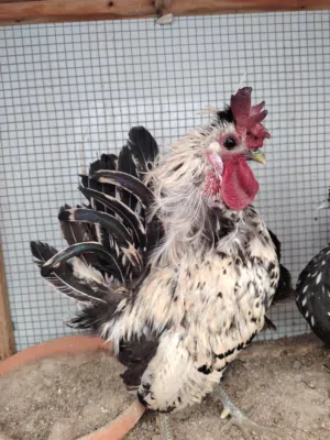 للبيع ديك حبحب حساوي منتج