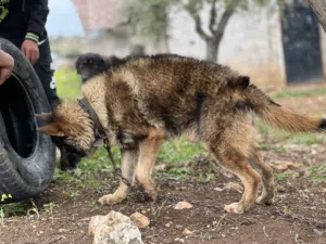 (السيبل )German Shepherd Sable(الذئب)