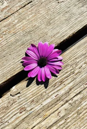 لانا روبين اطرش 