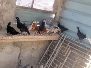 صيصان بلدي للبيع