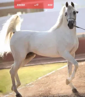 مهر عربي واهو