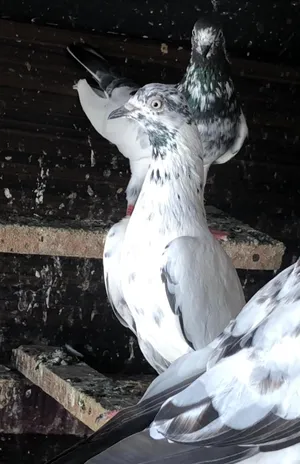 High flyer pigeons  حمام باكستاني للبيع