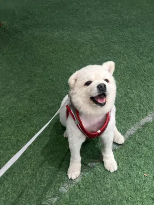 كلاب لعوب جدا