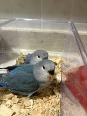 للبيع بيبي روز