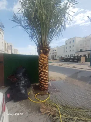 تنظیف نخل وتکریب وبیع نخل (شرکة روکان العالمیة)