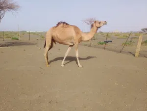 اعلان بيع جمال