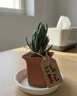Zebra Haworthia! Only 3.5 BD!
