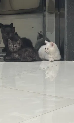 ثلاث قطط سكوتش