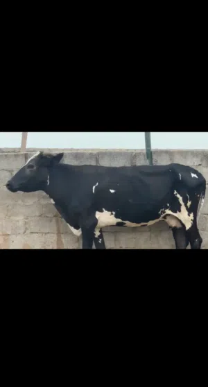 للبيع بقره العمر 3سنوات