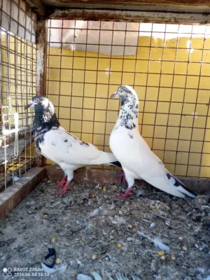 للبيع حمام باكستاني