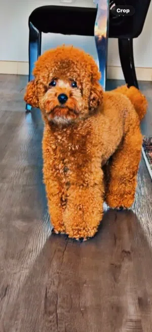Toy Poodle Brown