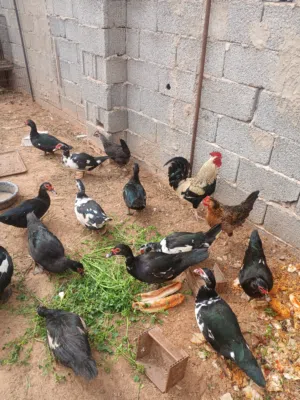 بط للبيع اقرا الوصف