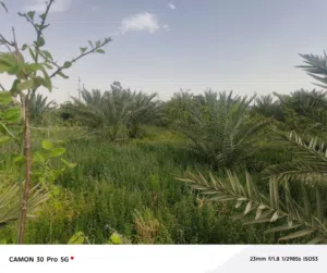 سلام عليكم  بستان للبيع في ابو الخصيب العوجه طابو زراعي مساحه دونم ونبيلعك شكد ماتريد 1000او 2000