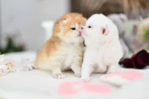 Ny12 pedigree kitten