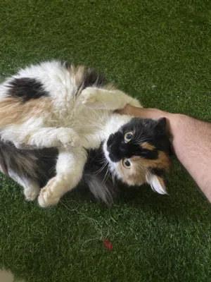 قطة في ابوظبي