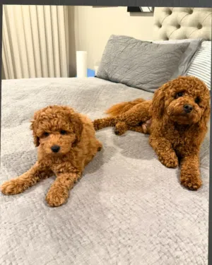 purebred poodle puppies