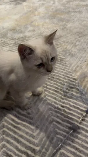 للتبني سيامي
