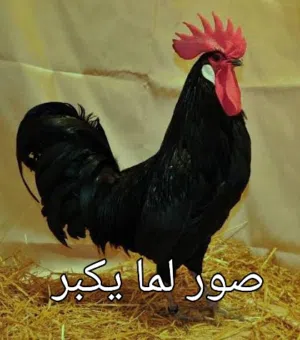 ديك مهرج نخب اول