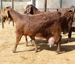 ‏ماعز‏1