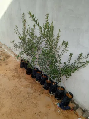 عشرة زيتونات اسبانيات
