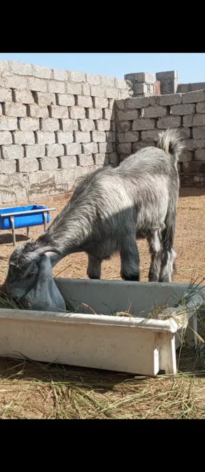 بسم لله الرحمن الرحيم ما شاء الله  شاميه علئ عارضي بكر اول ولده حالها