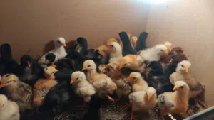 صيصان للبيع في عين الباشا