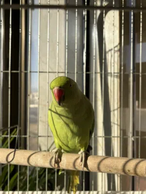 ببغاء درة هندي عمر 12 شهر  مع قفصين