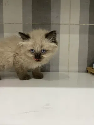 قطط شانشيلا اصلي العمر اسبوعين ملقحات ونضيفات متعلمات لتر بوكس الوحده