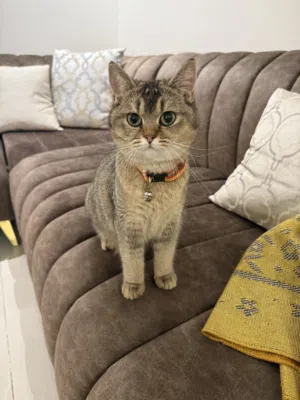 لتبني بدون مقابل جده بكامل اغراضها سكوتش