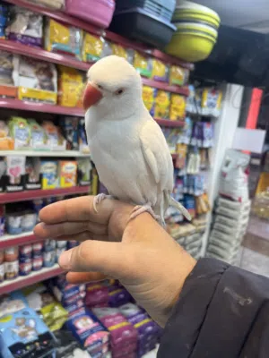 ببغاء الدرة الأبيض الملكي الأميز والأندر في طفرات الدرة عجينة باليد متفاعل متكلم تابع الوصف بدقة