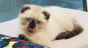 Scottish fold kitties