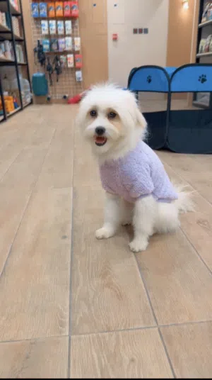 كلب انثى مالتيز