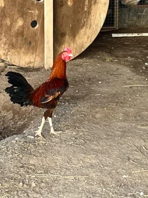 يوجد دجاج حبحب قزم زوج معا دجاج 2قزم يوجد ديك