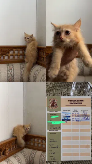 قطه شيرازيه