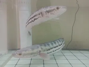 Snake head