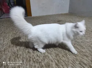 انثى شيرازي