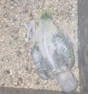 للبيع بغبغاء الدرة الاخضر المحلي التفاصيل تحت /تابع/