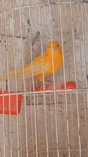 فحل كناري جزري مقنبر صلاة النبي........ ..........بسم الله الرحمن الرحيم............................